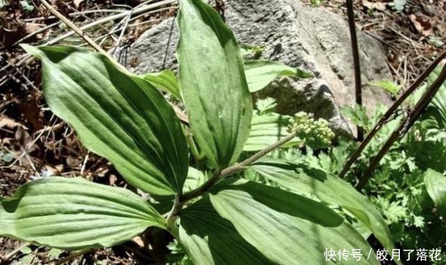 树下生长的“野草”,如今一斤10块钱都买不到,成了“高档菜肴”