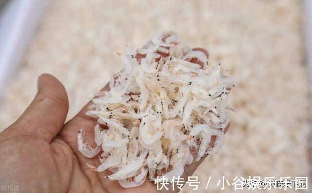 买虾皮时，选“磷虾皮”还是“虾皮”？口感差很多，弄明白再买