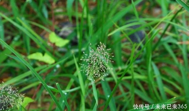6种常见“野草”,以往人们不在意,一听名字这也太美了,要养