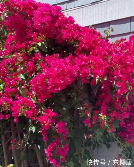 长势|秋天三角梅长出花苞后，两处修剪是重点，做好了花量翻倍
