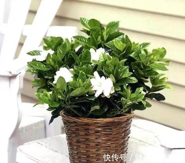 植物|想让家里病菌少，就养这五种植物，漂亮又好养，家里至少要有一种！