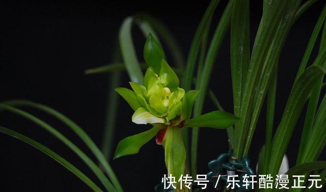 花瓣|春兰香花之王——余蝴蝶,兰香清新淡雅,花色翠绿独特,好养易活