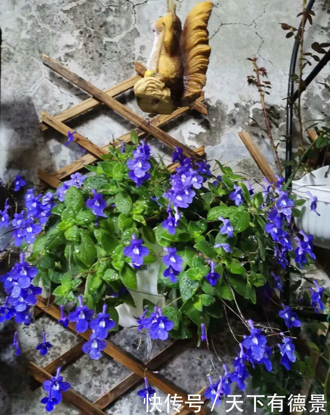 花友|夏天室内光不好，就养2种耐荫花，皮实好养开花多