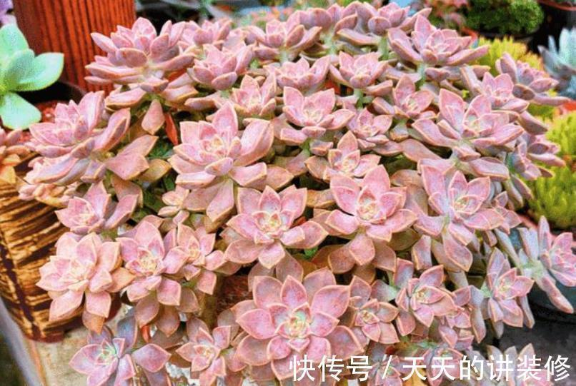 推荐几款皮实的多肉,不用花钱买营养土,路边的园土就能养出状态