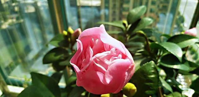 一个养好茶花的基本小常识:新买的茶花要做到“两不要”!