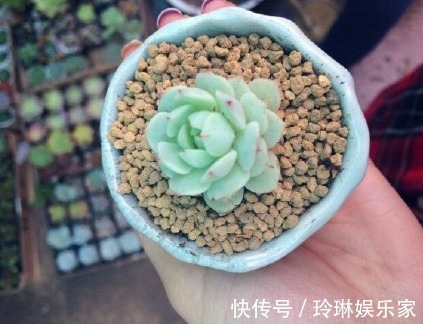 虹之玉锦|别人家和我家“多肉”对比图，能养得“丑”出境界的，真是辛苦了