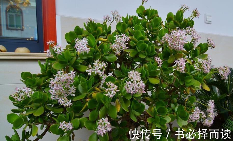 发财树|4种树,花开富贵“好兆头”,难得一见,看看你家有吗?