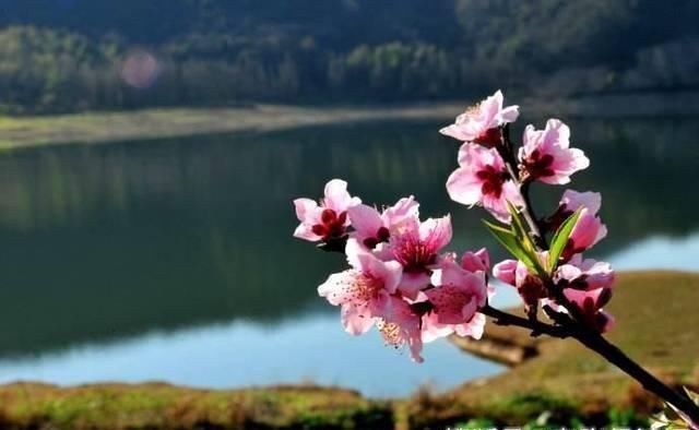 诗词$苏轼看到有人花前月下约会,写下一首词,字字惊艳,句句销魂