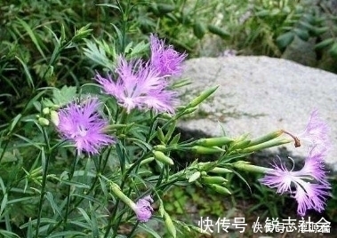 肾气|农村此野草，有降血压、长毛发、养肾气，利尿通经的功效，认识吗