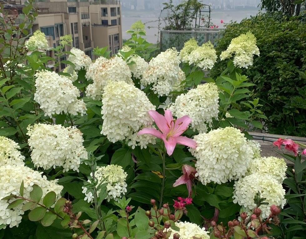 施肥|炎炎夏日,养花就养它,天天开花颜色很绝,美美哒