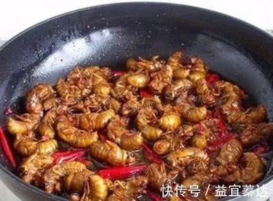 极品|农村娃拿它当“唐僧肉”,墙缝里一抓一把,现在200一斤成极品