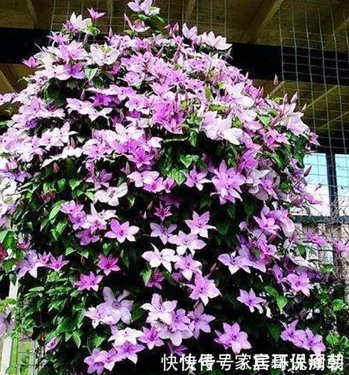 等我们老了，买一处院子，种上4种花，在花海里看花开