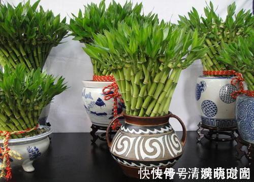 这5种花,漂亮又好养,放卧室客厅都合适,还能净化空气,很实用