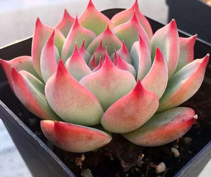 名字像娃娃,形态像莲花,堪称多肉中的“杨贵妃”,是哪种多肉呢