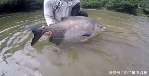 钓鱼高手!鱼竿质量好就行,鱼线不需太粗,野河钓获大鱼,幸运了