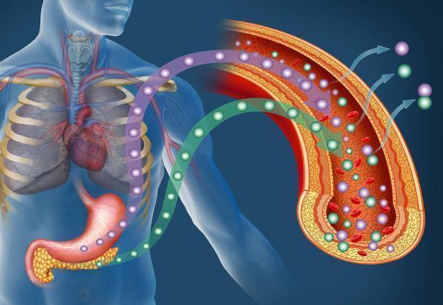 胰岛素分泌|2型糖尿病能不能逆转,为什么有些人,不服药也能控制血糖