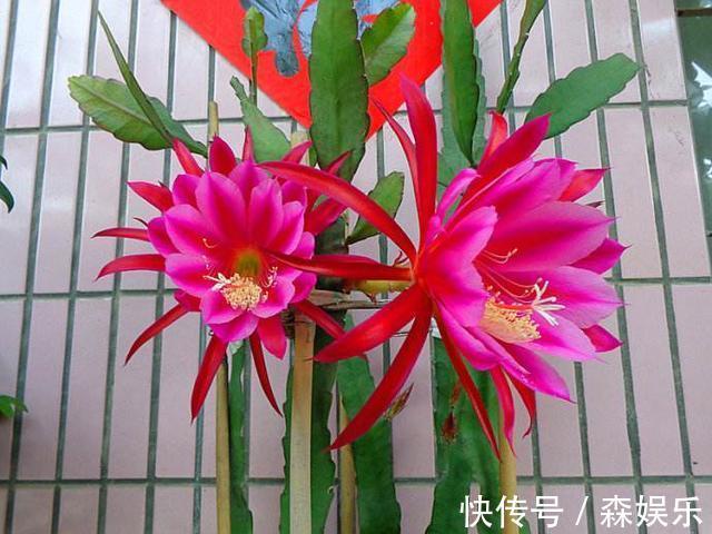 令箭荷花怎么养开花多 花期前的养护技巧你学会了吗