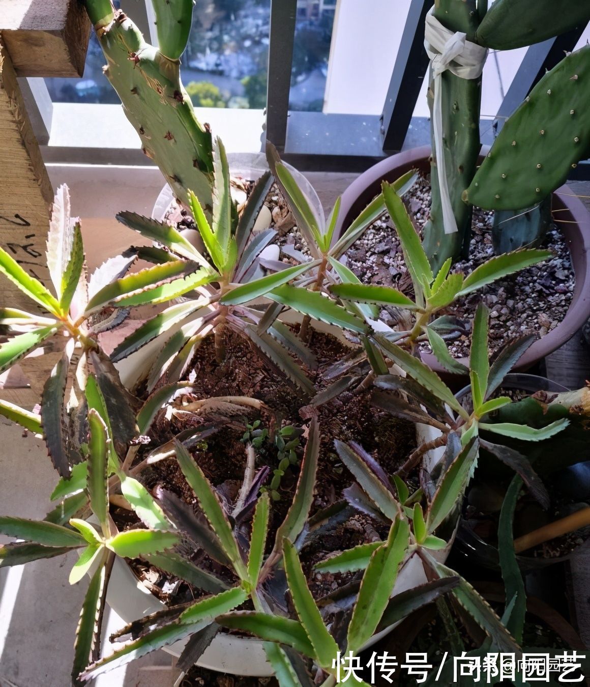 养几棵不死鸟，长大后留着嫁接，嫁接长寿花，开花数量翻倍