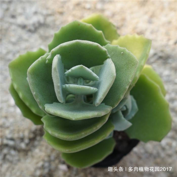 多肉中的呆萌代表,千兔耳这样养护