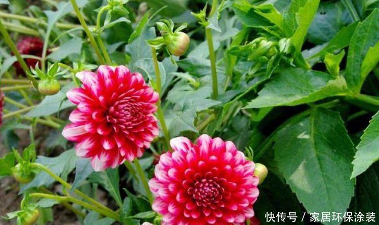 不管有没有钱，正月二十八养4种“聚财花”，牛年纳福财运旺