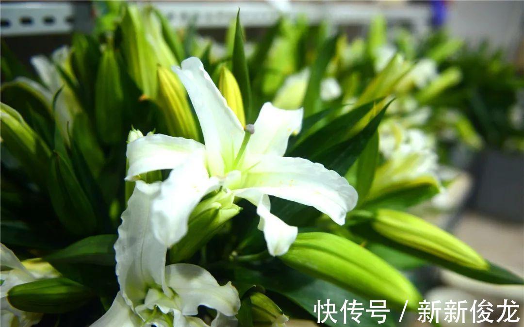 正确栽种管理百合花,能够让其爆花复花,你学会了吗