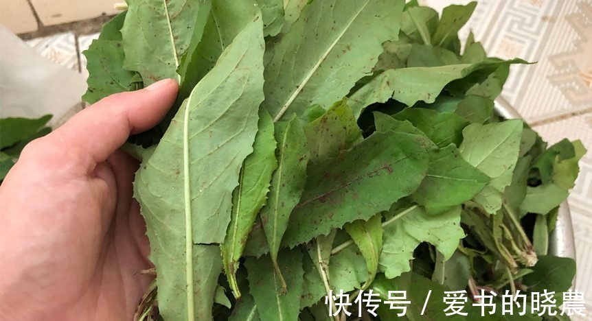 蒲公英|天然“青霉素”被找到,隔三岔五吃,杀菌消炎防感冒,别不懂吃!