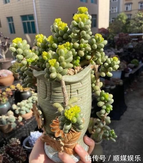 花友|养多肉坚持很重要,都说很丑的龟之卵,六年时间变悬崖桩,真好看