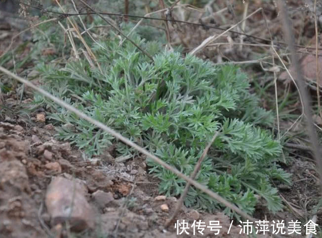它被号称“草中之王”,能当调料还是一味良药,价值宝贵得重视