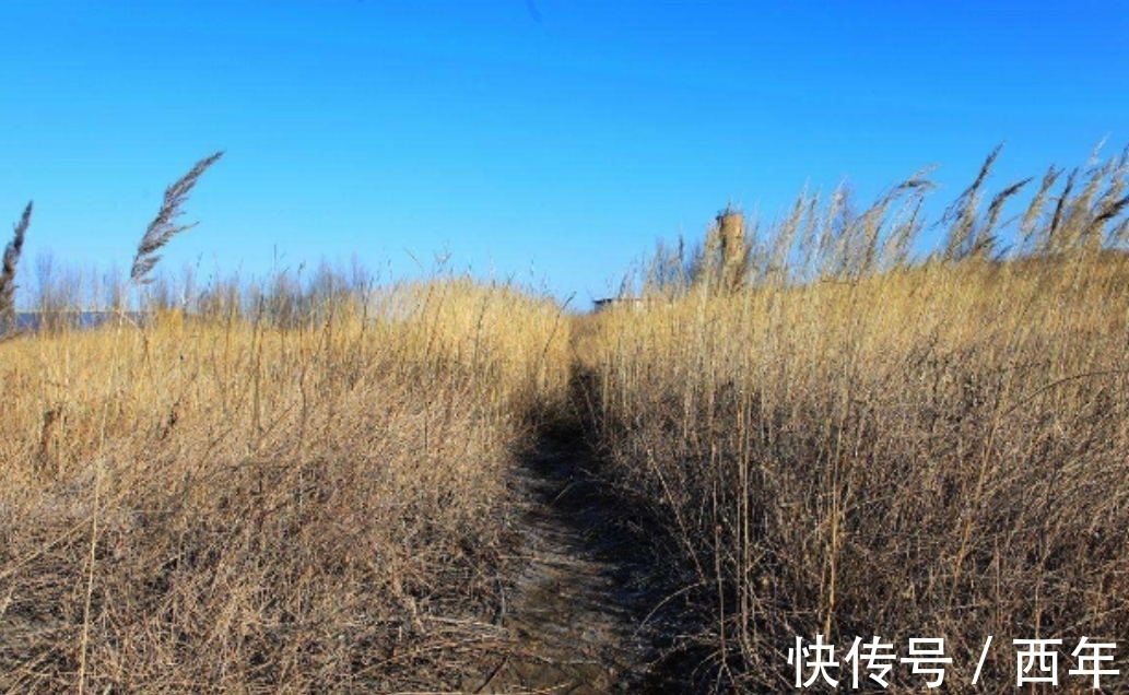 白居易|“离离原上草”读了许多年,“离离”究竟是何意思?多数人不知