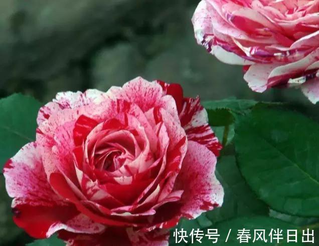 笋芽|月季如何修剪怎么爆更多笋芽,一个原则,很简单