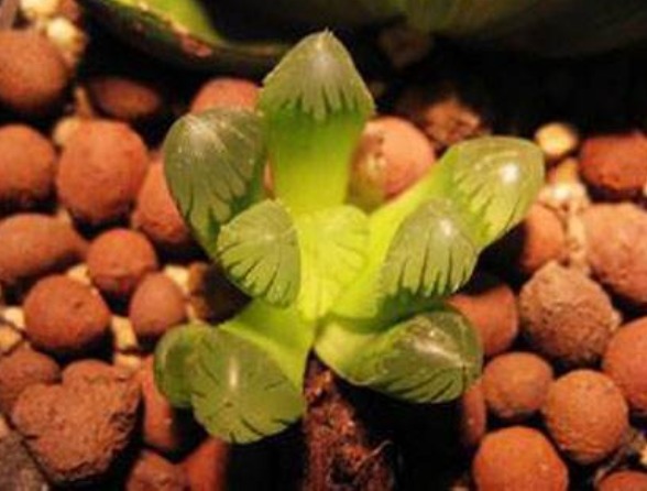 空气|有一植物长得晶莹剔透，颜值超高，可净化空气，吸收辐射