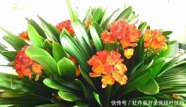 瓜子|家中的花总是“烂根”养不活往盆中扔2样东西，花苞挂满枝头