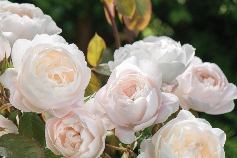 喜欢菊花,不如养盆“精品玫瑰”黛丝德蒙娜,一次开爆四季开花