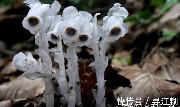 幽灵草|此为“冥界之花”，又称“幽灵草”，如果在野外遇见，切莫踩到