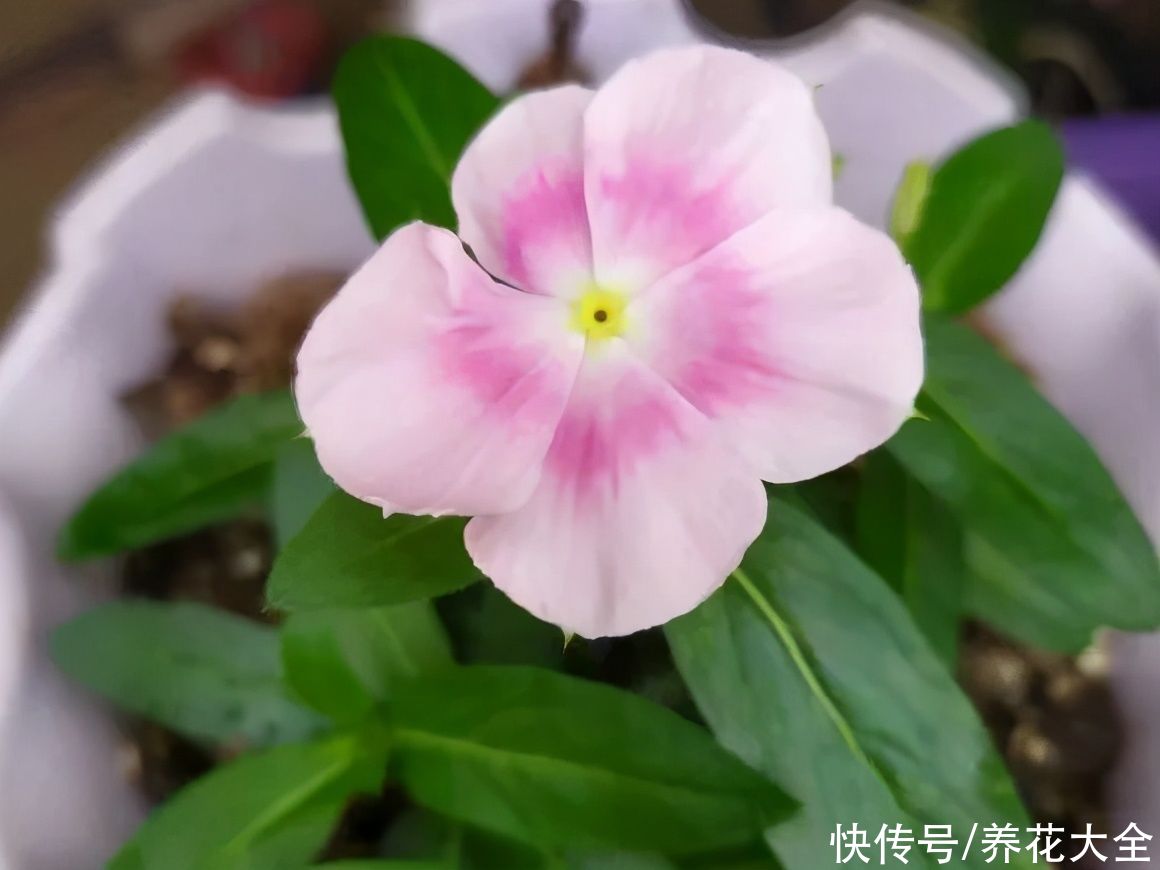 马齿苋花|山东马齿苋老桩，年年开花像小树，网友直呼：假的吧