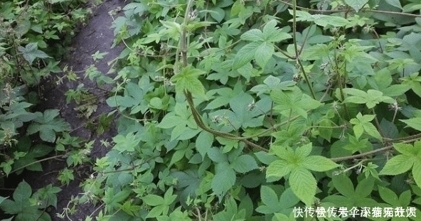 药用价值|农村一种野草俗称“拉拉秧”,人见人烦,殊不知它的药用价值很高
