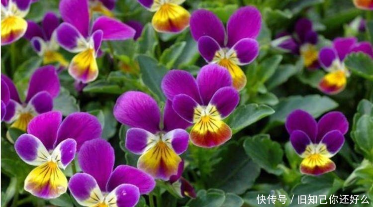 三色堇|春天养此款花卉,春风吹开花旺,开花美长势旺,黄绿交辉