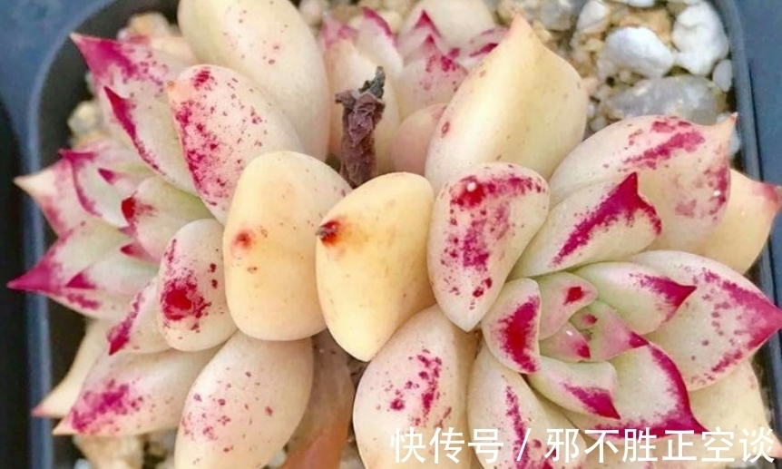 多肉翻盆后需要浇水吗?当然需要,否则湿度不够它们无法顺利服盆