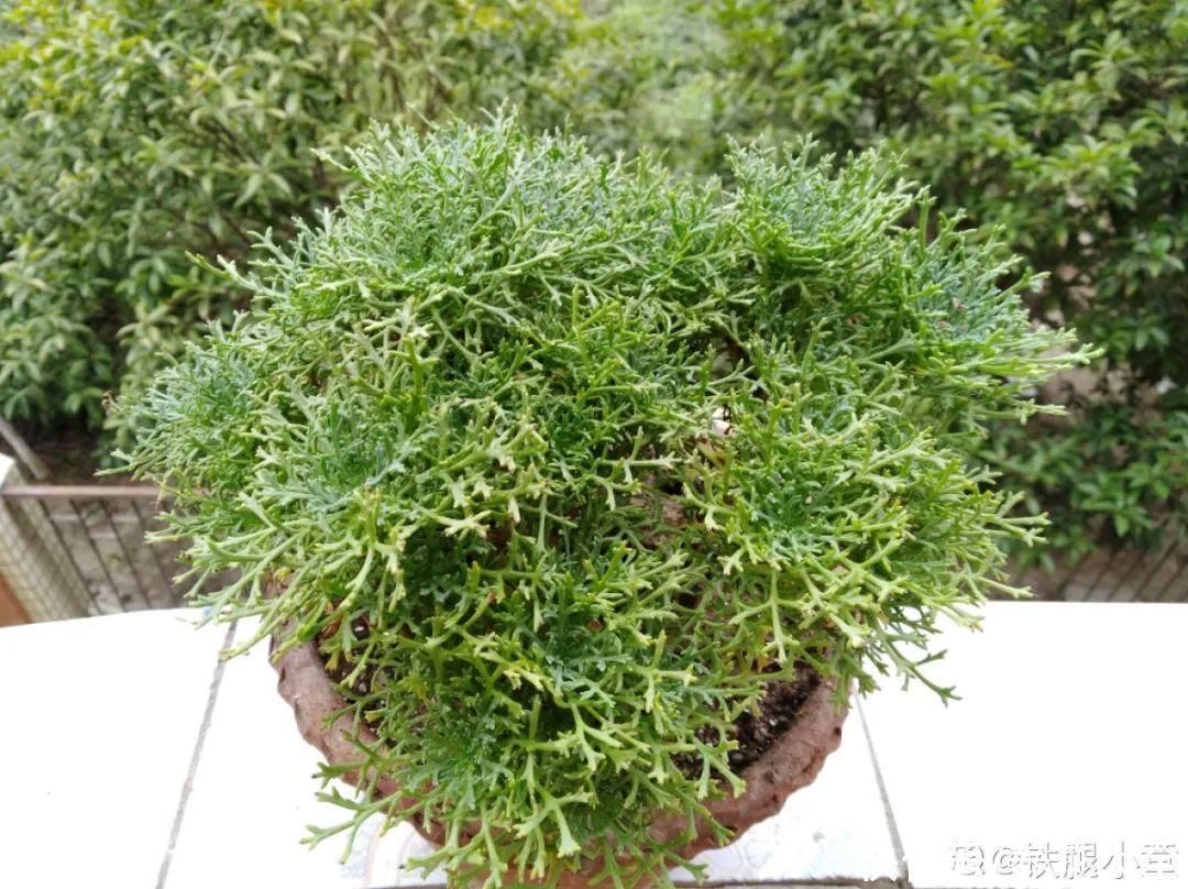 9种花,夏天休眠了,一定少浇水,否则越浇越死