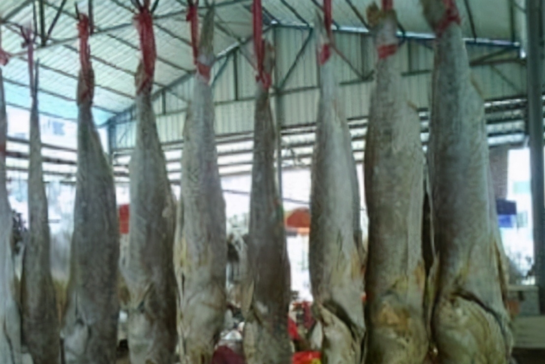 沿海地区|5类鱼没营养,对人体有害,但很多人爱吃