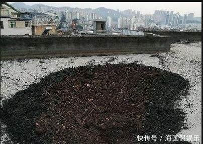 养花|搞来的养花土,少做这一步,养什么花都活不了