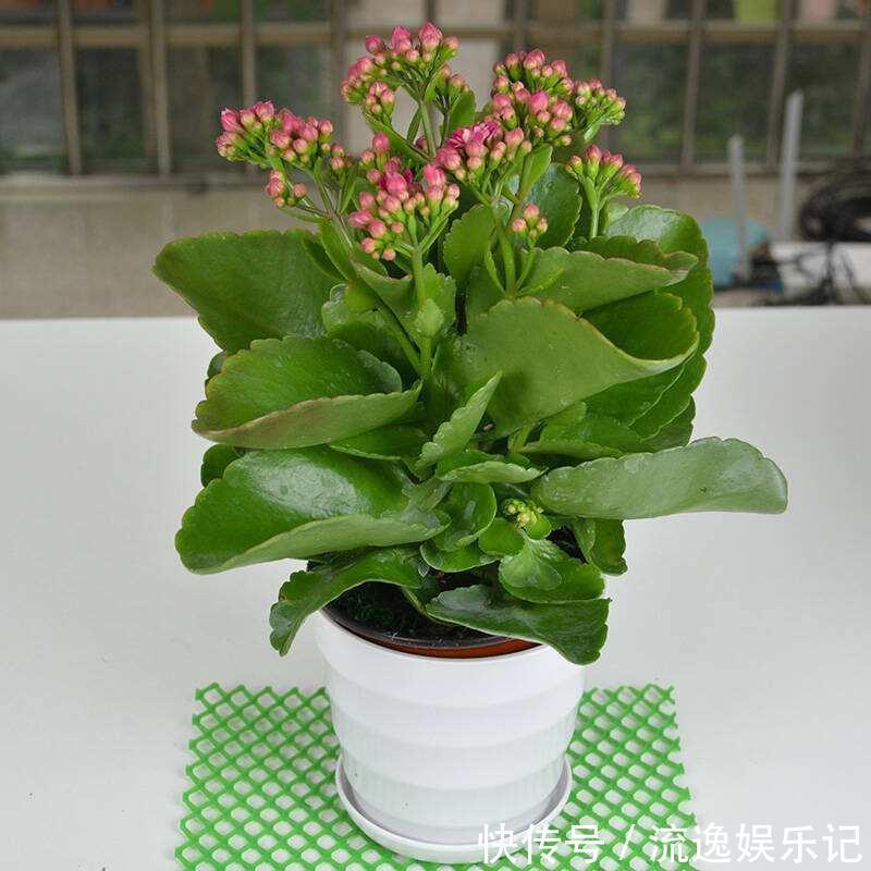 长寿花开败后,找对“位置”猛剪一刀,第二次开花更旺盛!