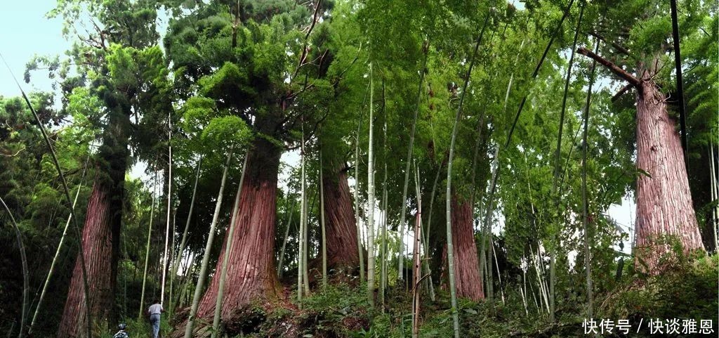 藏在龙泉深处的僻静古村，美得遗世独立！踏春刚刚好