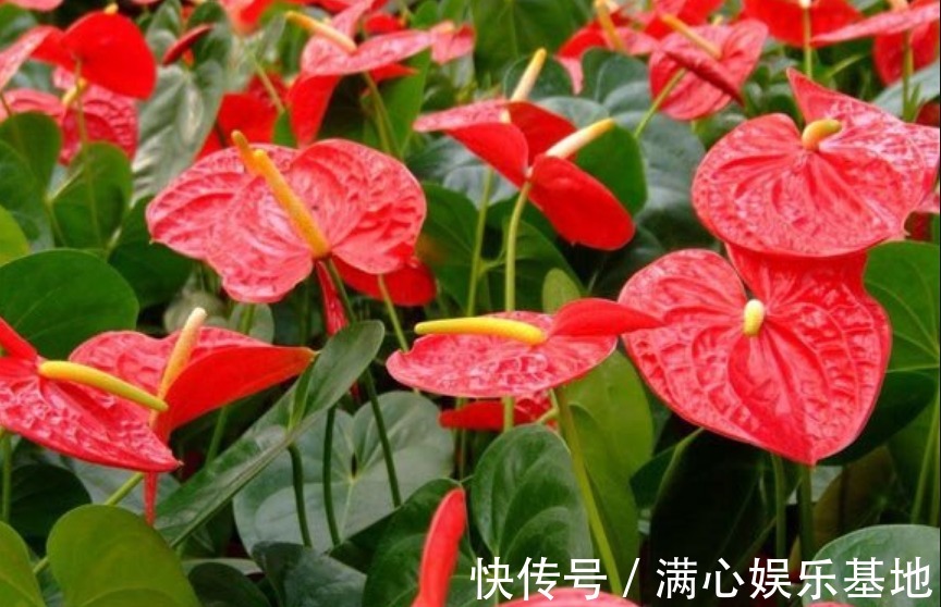 招财花|4种“旺运、招财花”,日子红红火火,从年头旺到年尾,快快养!