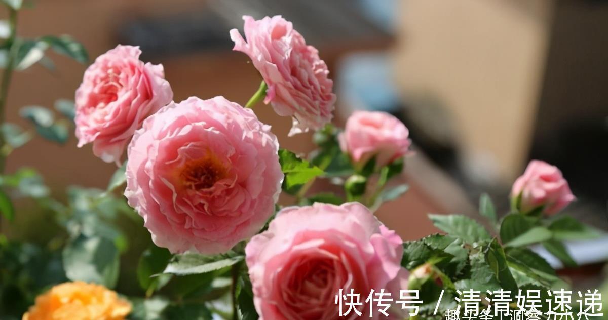 切口|月季花败后，“三动作”修补下，复花速度快，长势更欢快