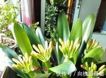 户外挖“2种土”养花,君子兰长得像“大白菜”,茉莉花“爆盆”