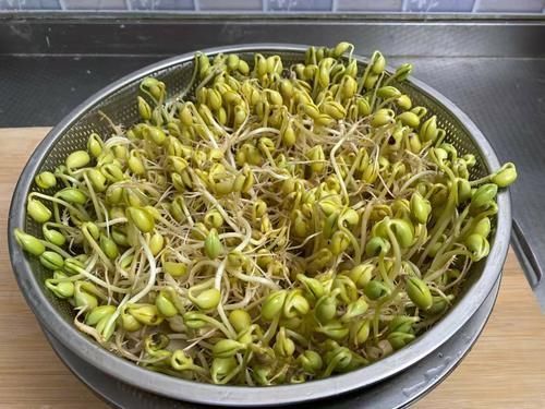 营养|想吃豆芽不用买了,教你在家发豆芽,5天就能吃,脆嫩营养又卫生