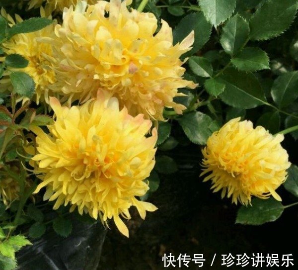 10个最奇葩的月季品种,你可能一个都没见过!