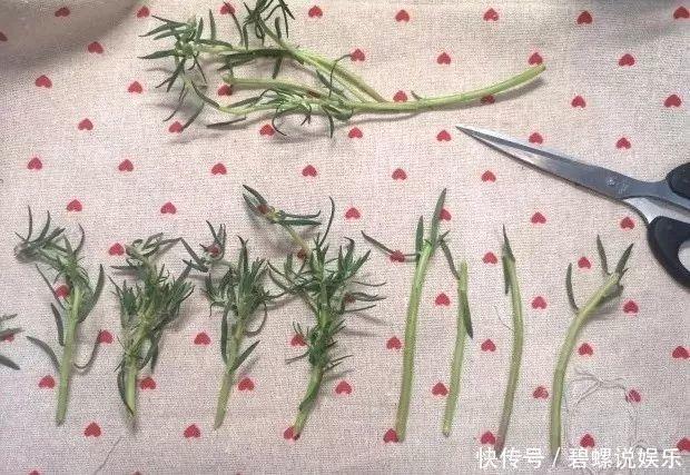 这花枝条剁8段，沾土就能活，3天生根7天开花！