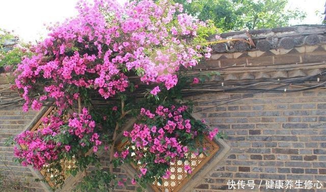 这几种花只能秋天扦插,到了春天爆盆,满枝头全是花!